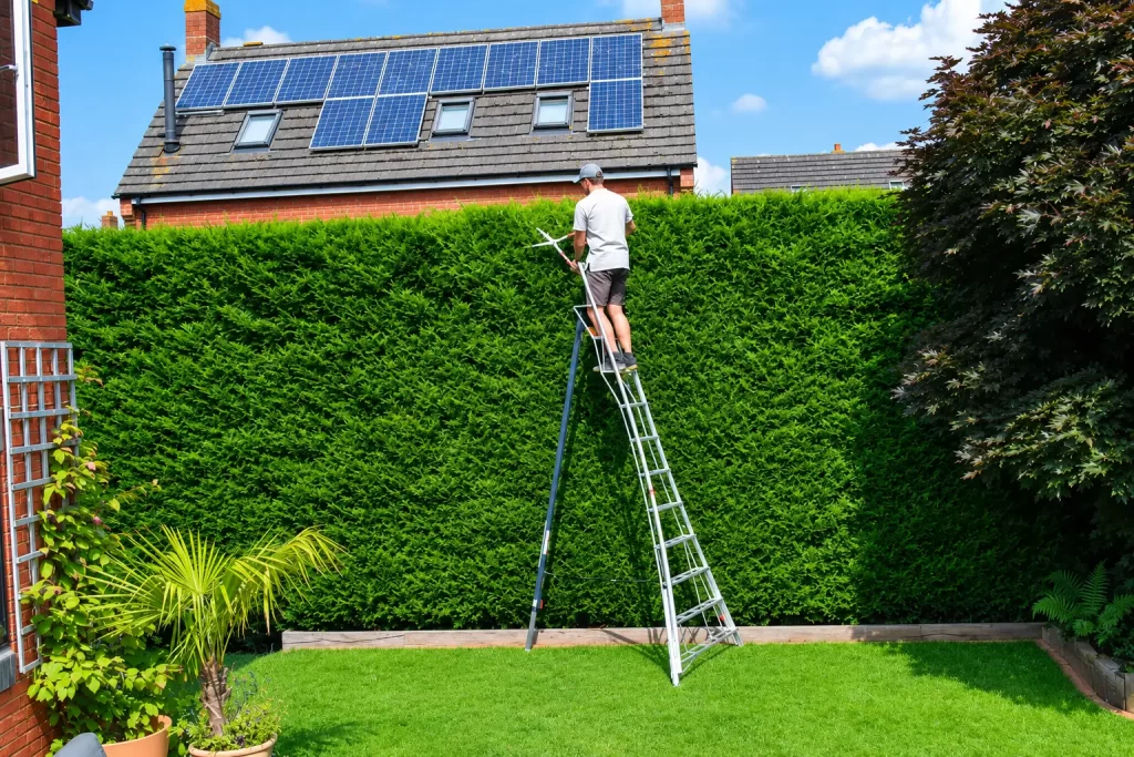 Hedge trimming