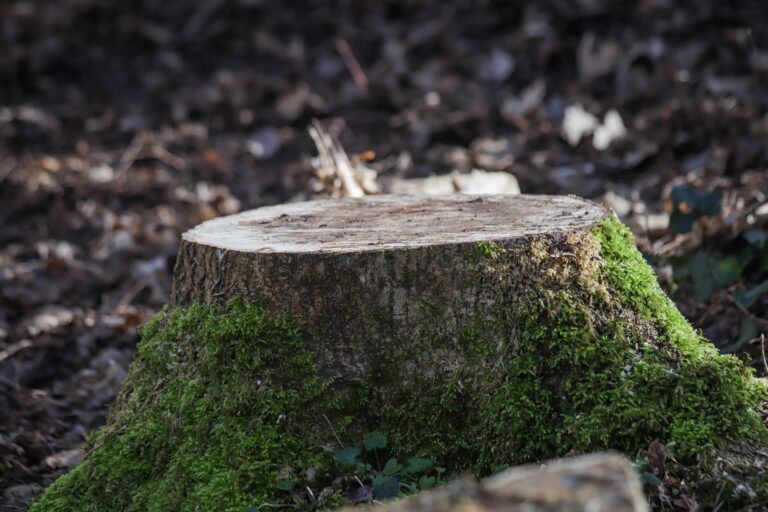 Stump grinding