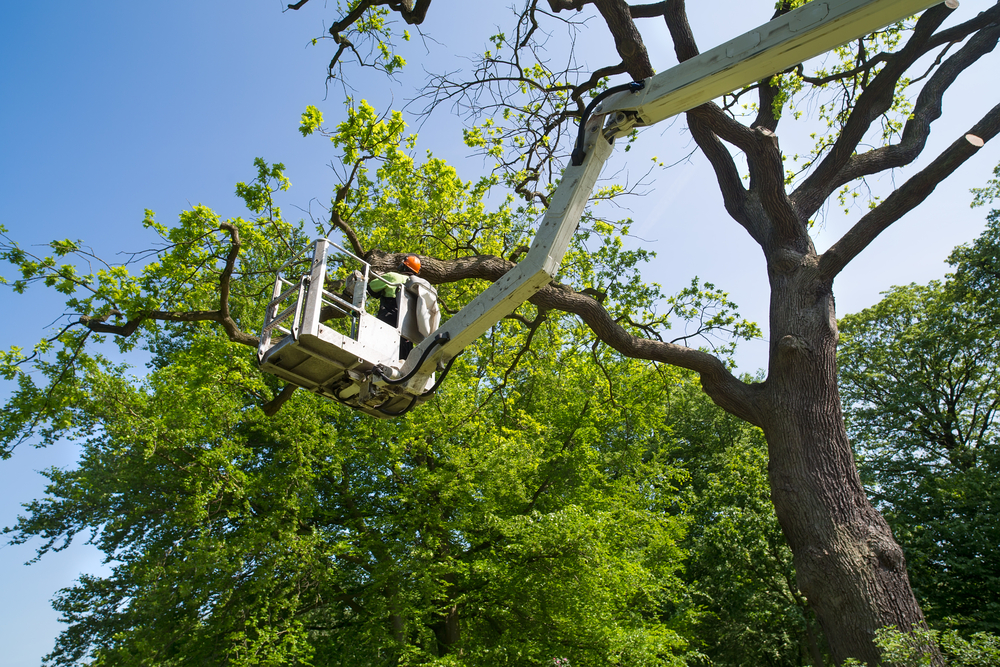 Tree surgery